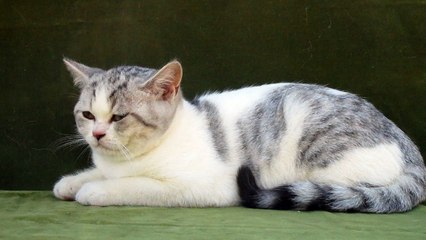 british-shorthair-chaton--a-vendre-myles-31082018-z (14)