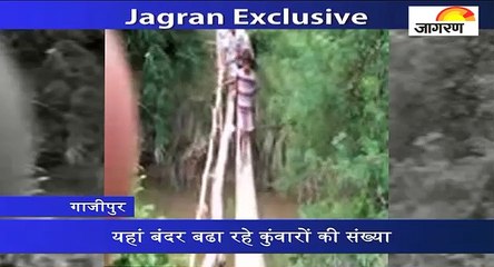 यहां बंदर बढा रहे कुंवारों की संख्‍या