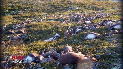 320 rennes perdent la vie après le passage d'un éclair. Drôle de mort !