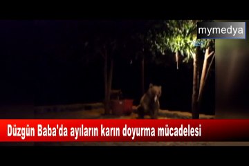 Tunceli Düzgün Baba'da ayıların karın doyurma mücadelesi