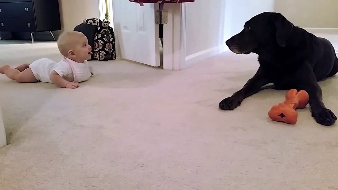 Baby s first crawl with her dog... what a cute ending!