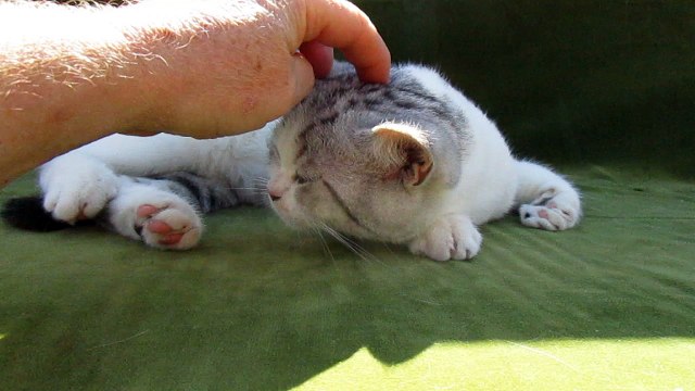 british-shorthair-chaton a-vendre-myles-31082018-z (17)