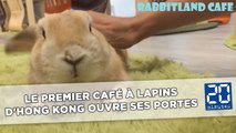 Le premier café à lapins d'Hong Kong ouvre ses portes