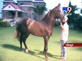 Jodhpur man buys Marwari horse for Rs 1.11 crore - Tv9 Gujarati