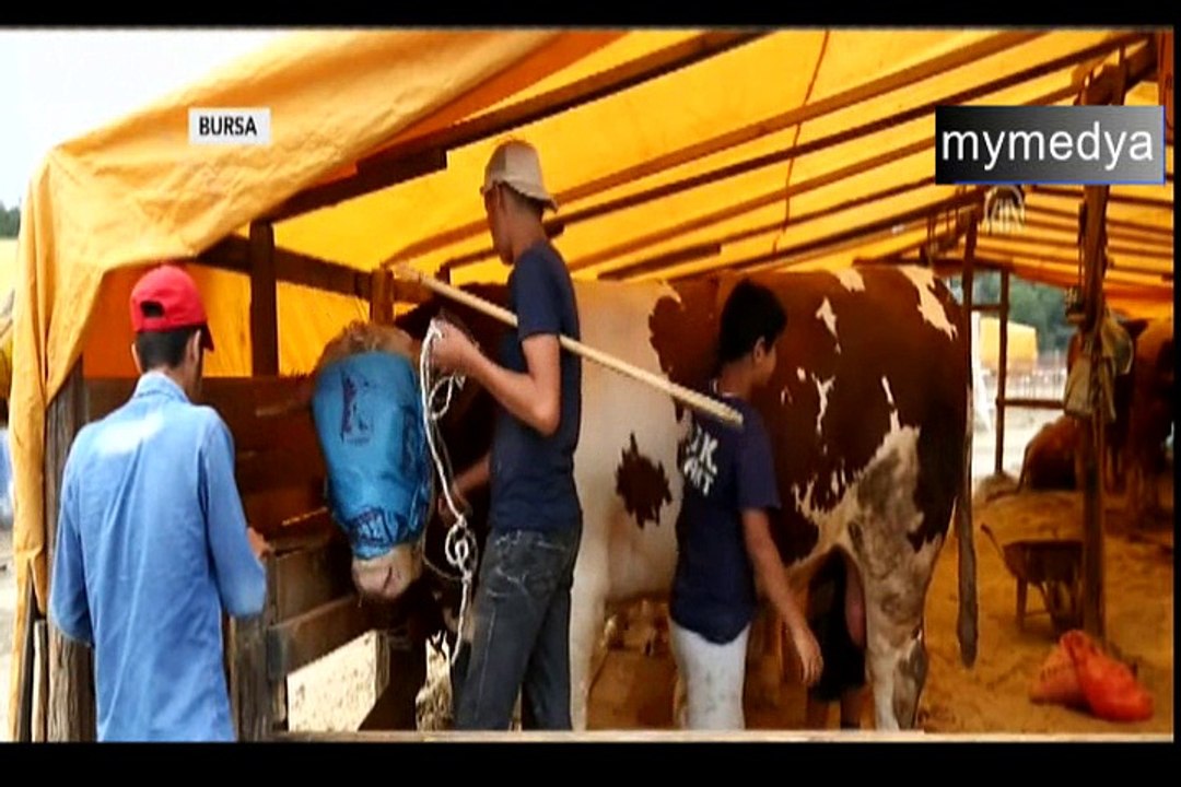 Bu kurbanlık 24 bin lira