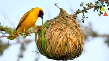 Los nidos más asombrosos del mundo animal