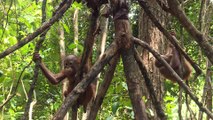 Indonésie: à l'école pour orangs-outans dans la jungle de Bornéo