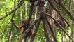 Indonésie: à l'école pour orangs-outans dans la jungle de Bornéo