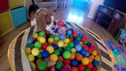 Babysitting dog never had to be taught how to love baby(Charlie the dog)