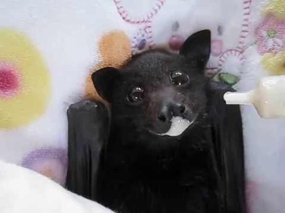 Cute Rescued Bat Enjoys a Smoothie
