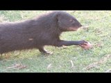 Marsh Mongoose Makes Off With Eggs