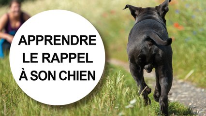 [Tuto éduc] Apprendre le rappel à son chien