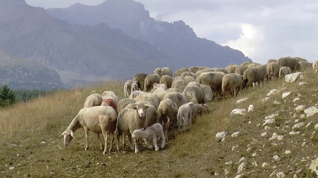 Attaque du loup dans la bergerie dans le dévoluy