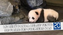 Le bébé panda belge tente de faire ses premiers pas