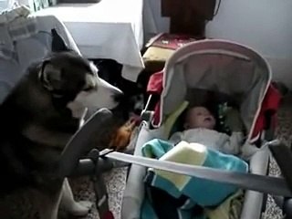 Wolf howling to calm a crying baby.