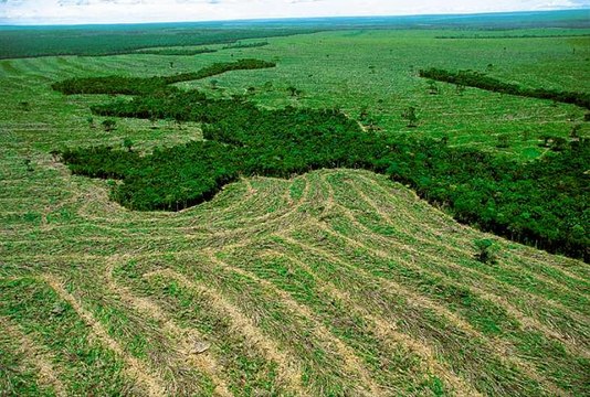 La deforestación de la selva amazonica y sus problemas