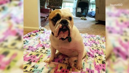 Mean Owners Leave Dog Cramped in Cat Crate for 12 Hours