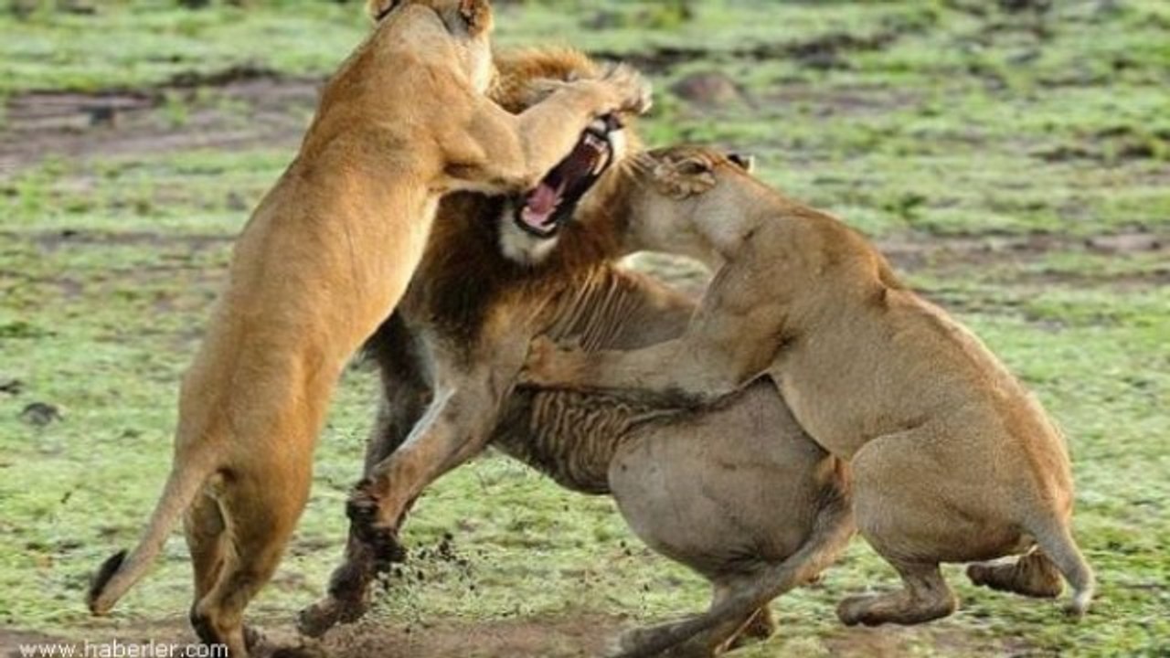 İki Aslan Sürüsü Karşı Karşıya Gelirse