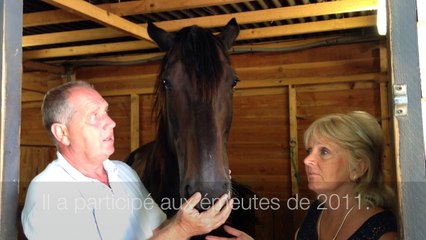 Johnson, ancien cheval de la police britannique à la retraite dans le Périgord