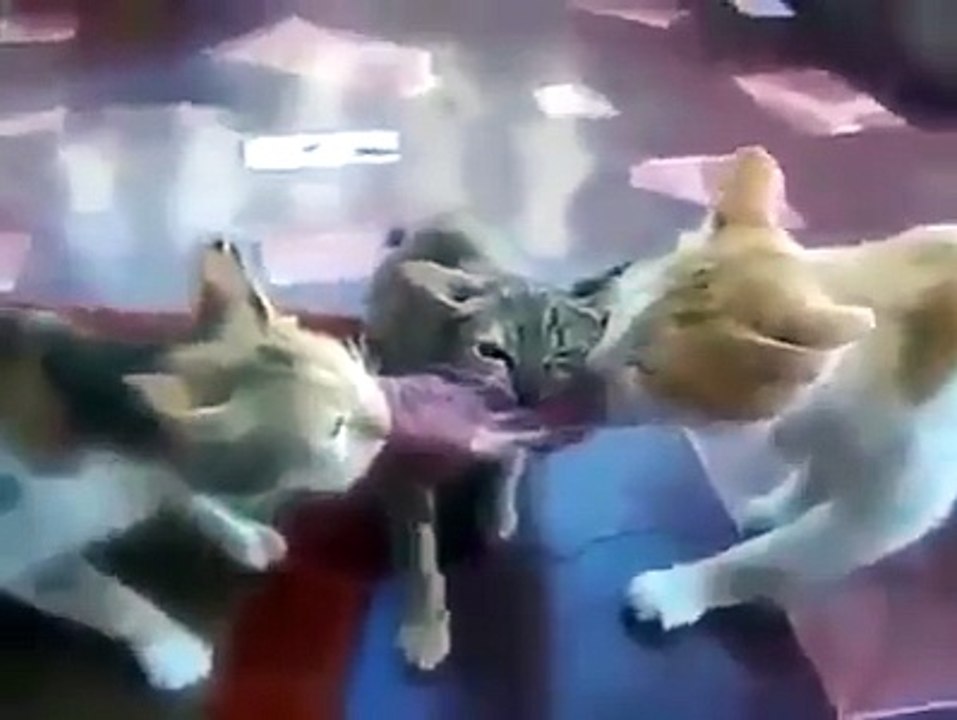 هذه هي اللحمة الوطنية الحقيقية ..