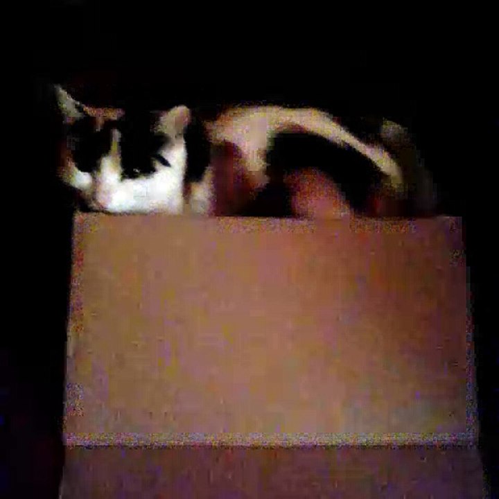 cat in a box