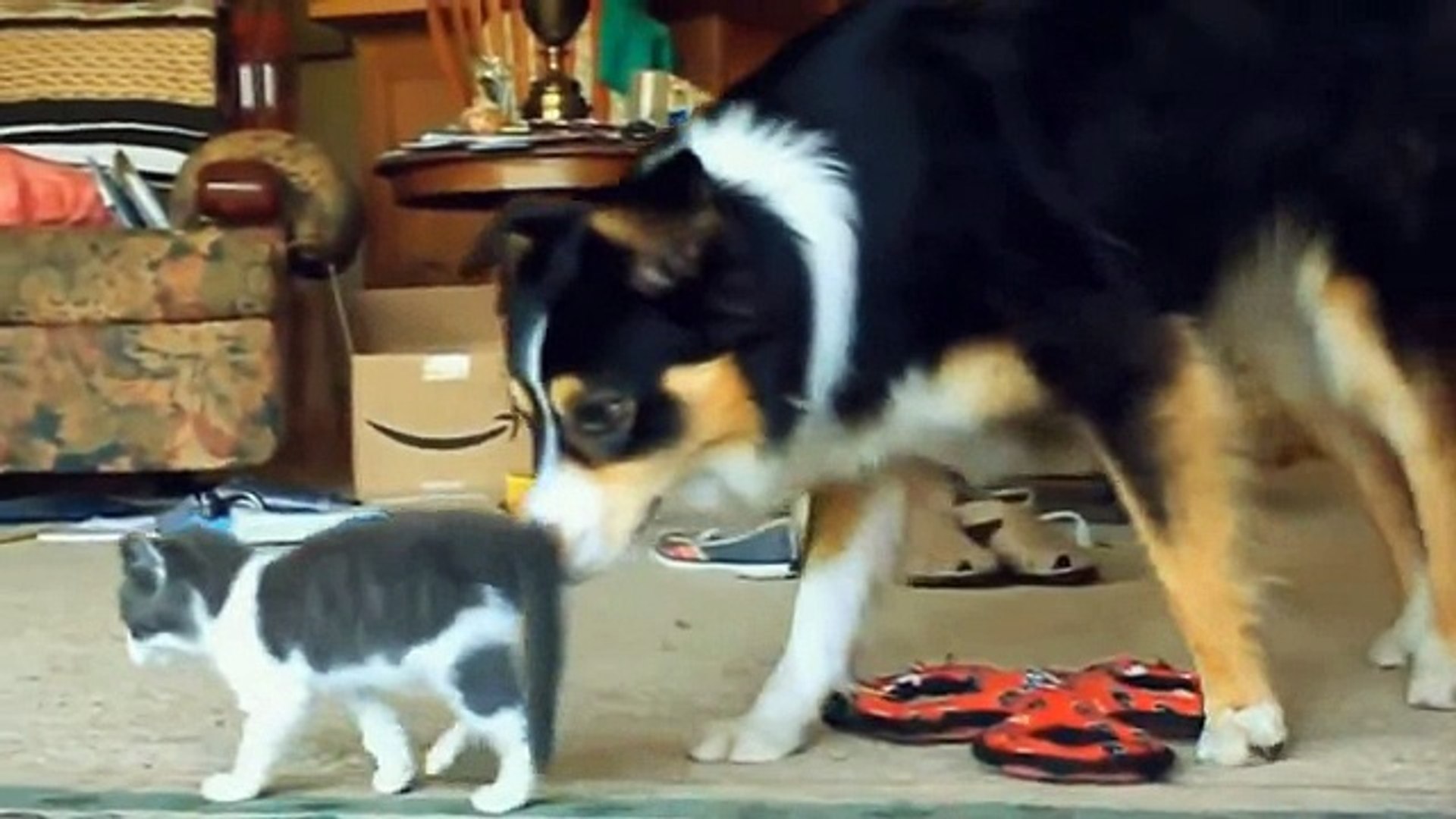 Ultimate dog tease cat. Ultimate dog fails