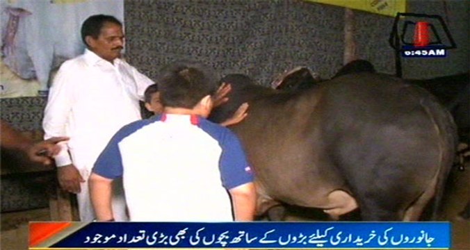 Karachi: Both Children And Elders Flock Cattle Markets