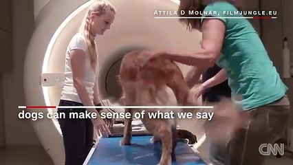 Turns out our dogs may understand what we say