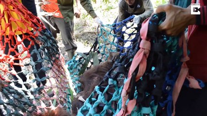 Heart Warming Video Shows Three Orangutans Release Into The Wild
