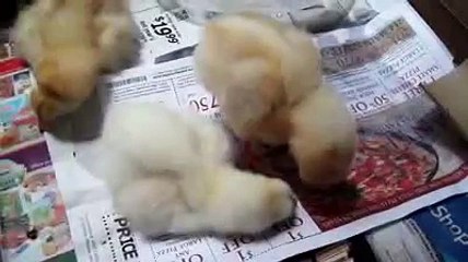 funny baby chicks drink water and doze off after