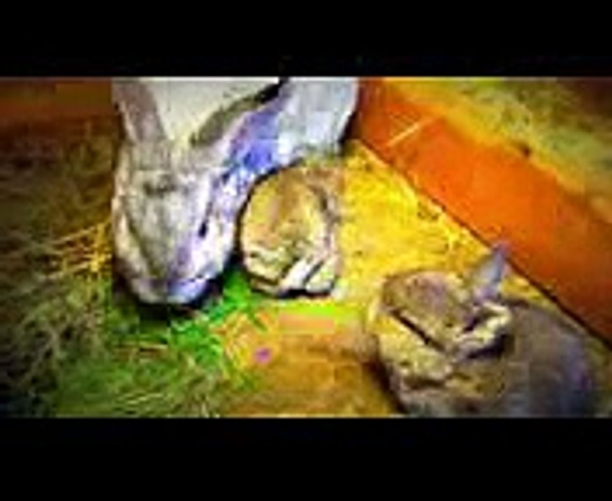 Funny Baby Bunny Rabbits   Just 1 week old   Funny Babies Bunnies