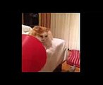 funny cat pranks videos 'funny cat reaction to fart' that will make you laugh so