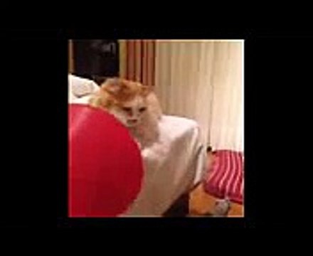 funny cat pranks videos 'funny cat reaction to fart' that will make you laugh so