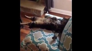 Funny Cats Funny Cat Videos Best Funny Videos 2016