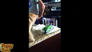 Funny Cats Compilation   2016