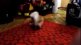 Funny Cats Vs Dogs   Funny Cat Vs Dog Videos Compilation 2016 low