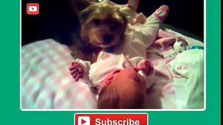 Funny Dogs Protecting Babies Compilation 2016