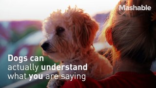 Science confirms you've been right all along: Your dog can actually understand you RepostLike Mashable by MashableFollow 7.4K Download Download