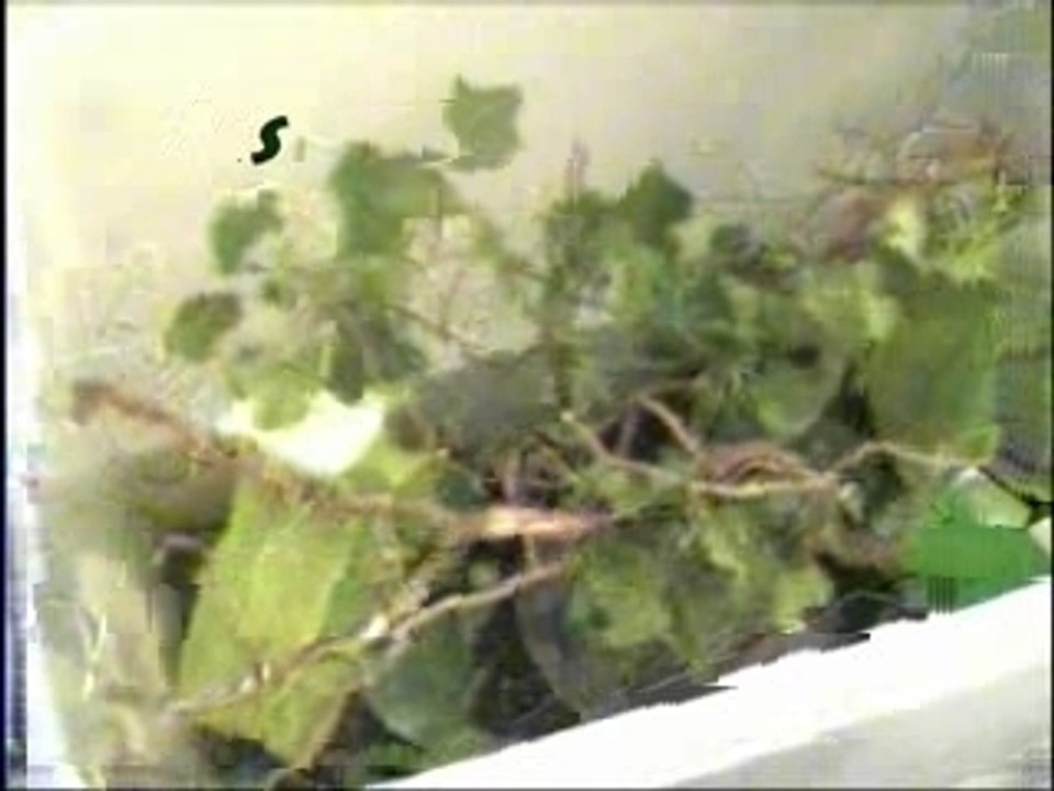 Vidéo - Phasmes (bébés)