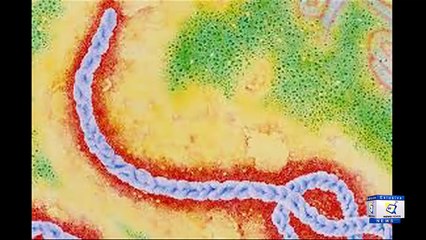 What is Congo Virus, Symptoms, Prevention and Treatment Urdu_Hindi