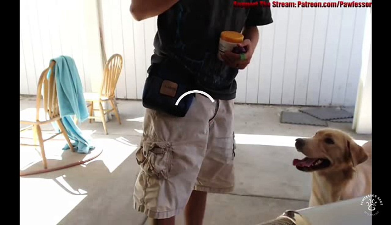 scent work, what not to do
