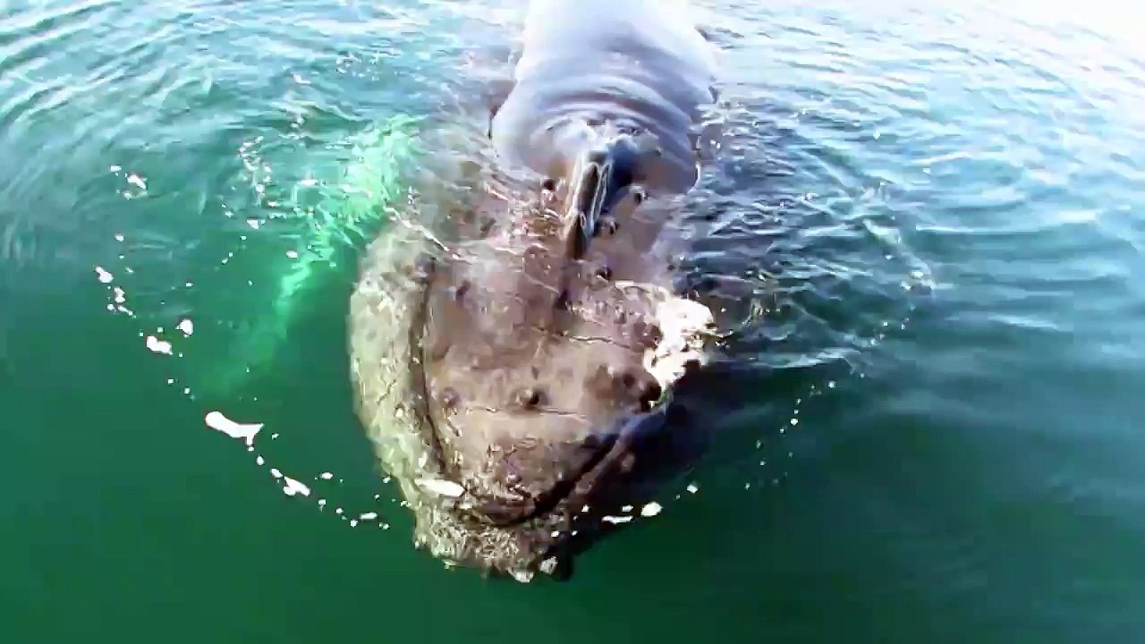 Curieuse cette énorme baleine observe un bateau de touristes
