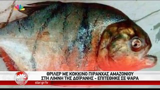 ΣΦΥΓΜΟΣ TV : Θρίλερ με κόκκινο πιράνχας Αμαζονίου στη λίμνη της Δοϊράνης_επιτέθηκε σε ψαρά - (STAR 31.8.2016)