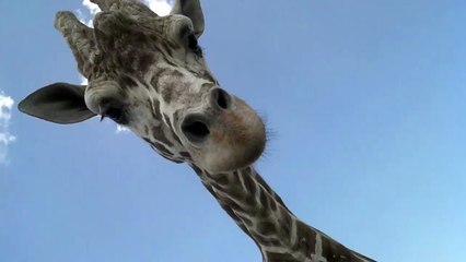 Vas-y donne moi une autre carotte - Girafe adorable