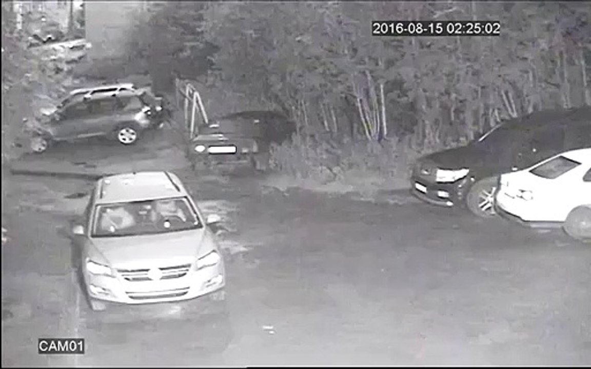 Une meute de chiens attaquent une voiture sans raison en pleine nuit en Russie