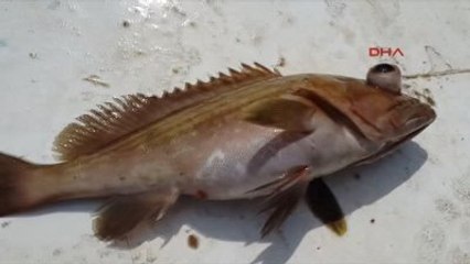 İskenderun Orfoz ve Lagos Tutan, Satan, Alan, Yiyen Yandı