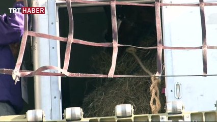 Milyon dolarlık atlar İstanbul’da