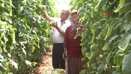 Erdemli Yayla Domatesi Yüz Güldürüyor