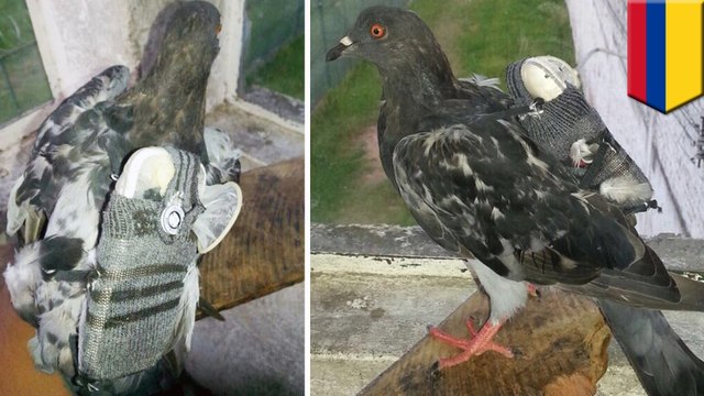 Phone smuggling pigeon: Bird caught sneaking cellphone, USB into Colombian prison - TomoNews