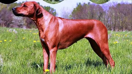 Top 25 Most Dangerous Dog Breeds in the World